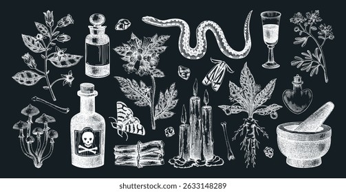 Witchcraft hand drawn vector illustrations. Bohemian design elements. Witch herbs, poisonous plants, magic ingredients sketches. NOT AI generated