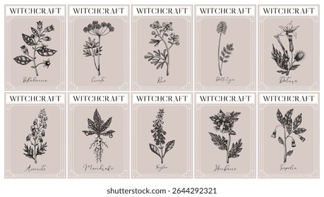 Witchcraft labels set. Poisonous plants and witch herbs sketches. Art Nouveau, Art Deco, retro style. Vintage frame design templates on chalkboard. NOT AI generated