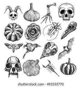 Witchcraft magic, occult attributes set, decorative elements. Human, monkey skulls, garlic, skeleton lizard hand, pumpkin, black rose, bug, beetle, moth, hawkmoth, crow, bat, scorpion. Vector. 