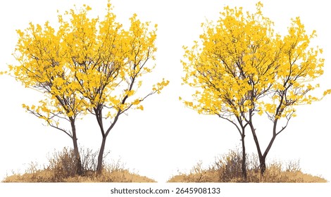 Conjunto de árvores de hamamelis virginiana de bruxa-aveleira americana, vista frontal de árvore de rua de madeira de viveiro, ilustração vetorial, recorte isolado, paisagem urbana, projeto de jardim,