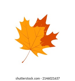 Withered autumn maple leaf. Fallen leaf with notley texture.