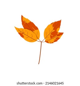 Withered autumn motley leaf. Fallen leaf with variegated texture.