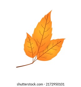 Withered autumn motley leaf. Fallen orange and red colored leaf