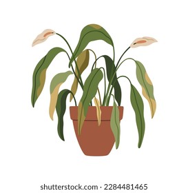 Flor batida en maceta. Moribundas hojas enfermas de plantas secas en la plantación. Feo muerte de Spathiphyllum, se caen los alirios de paz no sanos. Ilustración vectorial plana aislada en fondo blanco