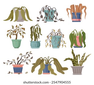 Planta de casa marchita en hojas de maceta caída colgar follaje sin vida conjunto de flores muertas ilustración plana de Vector. Flor botánica moribunda y árboles florales y plantas en maceta triste vida herbal seca sed desvanecida