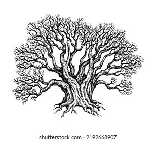 Withered old big Yew tree. Ink sketch isolated on white background. Hand drawn vector illustration. Vintage style stroke drawing.