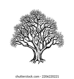 Withered old Yew tree sketch. Vintage style ink illustration isolated on white background.