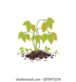 Withered plant. Care for houseplants. Reasons dried. Vector flat illustration.