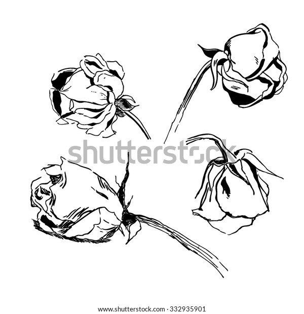 Withered Rose Ink Stock Vector (Royalty Free) 332935901