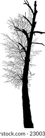 Withered tree with branches without leaves. Vector illustration.