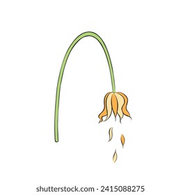 withered tulip flower illustration vector