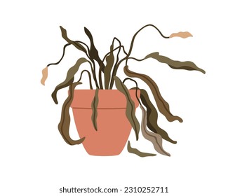 Planta marchitada en maceta. Planta de casas flotantes con hojas secas muertas, hojas enfermas. Spathiphyllum moribundo y dañado, flores descoloridas con enfermedad. Ilustración vectorial plana aislada en fondo blanco