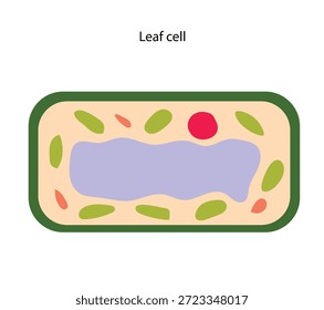 Dentro de una célula foliar, numerosos cloroplastos verdes llevan a cabo la fotosíntesis, convirtiendo la energía de la luz en alimento que nutre y Asistencia la planta.