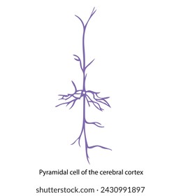 Within Neuron Classifications, the pyramidal cell stands out as a multipolar neuron, characterized by a cell body resembling a pyramid.