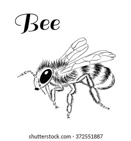 Without color picture of bee on white background. Vector illustration insect. Sketch style.