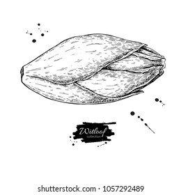 Witloof vector drawing set. Isolated hand drawn  belgian endive.Vegetable engraved style illustration. Detailed vegetarian food sketch. Farm market product.