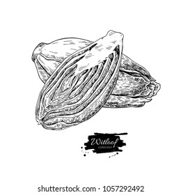 Witloof vector drawing set. Isolated hand drawn  sliced belgian endive piece. Vegetable engraved style illustration. Detailed vegetarian food sketch. Farm market product.