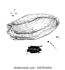Conjunto de planos de vector de testigo. Isolación de endive belga dibujado a mano.Ilustración de estilo grabado vegetal. Esbozo detallado de comida vegetariana. Producto del mercado agrícola.