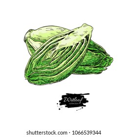 Witloof vector drawing set. Isolated hand drawn  sliced belgian endive piece. Vegetable illustration. Detailed vegetarian food sketch. Farm market product.