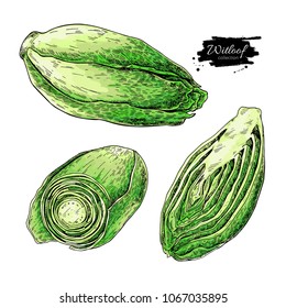 Witloof vector drawing set. Isolated hand drawn  sliced belgian endive piece. Vegetable illustration. Detailed vegetarian food sketch. Farm market product.