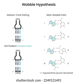 Wobble Base Pair Hypothesis scientific vector illustration diagram