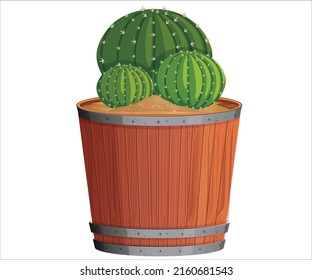 Wodden Pottes dark green plant on white background
