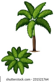 A wodyetia bifurcata on a white background 