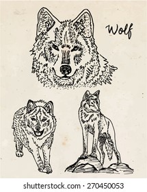 wolf