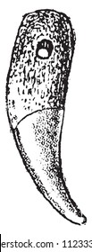 Zähne aus Wolfskaninchen, durchbohrt, um als Ziergegend zu dienen, gravierte Vintage-Illustration. Von natürlichen Schöpfungen und lebendigen Beinen.