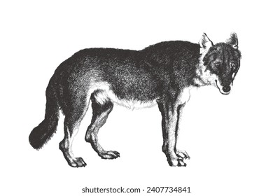 Wolf (Canis lupus). Doodle-Skizze. Vintage, Vektorgrafik.