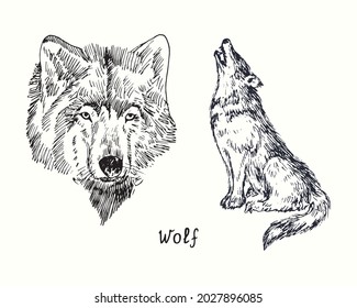 Wolf collection muzzle front view and sitting howling side view. Ink black and white doodle drawing in woodcut style