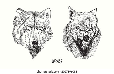 Wolf Collection Muzzle Front View Calm And Growling. Ink Black And White Doodle Drawing In Woodcut Style.