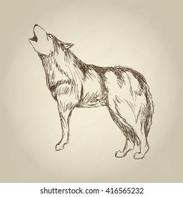 Wolf design. Animal concept.Wildlife animal, vector illustration