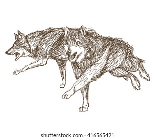 Wolf design. Animal concept.Wildlife animal, vector illustration