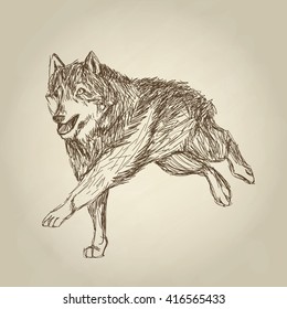 Wolf design. Animal concept.Wildlife animal, vector illustration
