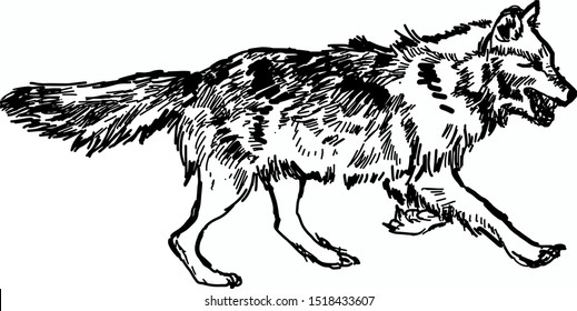 A wolf detailed beautiful eyes muzzle illustration is drawn by hand vector