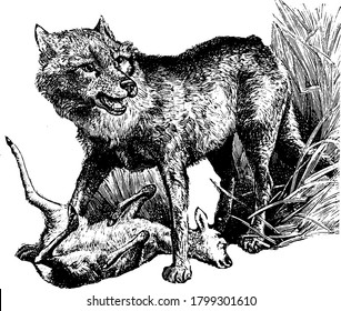 Wolf is an grey color wild animal having 6-8 years life span, vintage line drawing or engraving illustration.