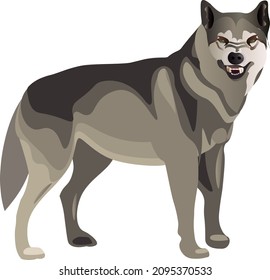 wolf grin wolf's mouth fangs angry wolf roar growls angry look