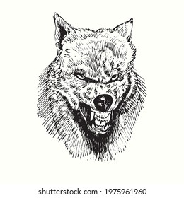 Wolf Growling Muzzle Front View. Ink Black And White Doodle Drawing In Woodcut Style.