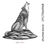 Wolf hand draw vintage engraving style black and white clip art isolated on white background
