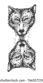 wolf hand drawing on white blackground
