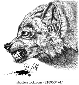 Dibujo de mano lobo, dibujo realista de animales salvajes, ilustración vectorial