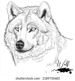 Wolf hand drawing, wild animal realistic drawing, vector illustration