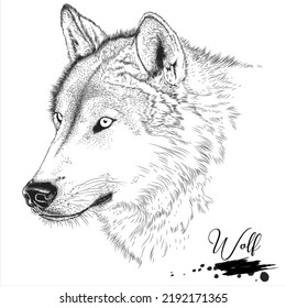 Wolf hand drawing, wild animal realistic drawing, vector illustration
