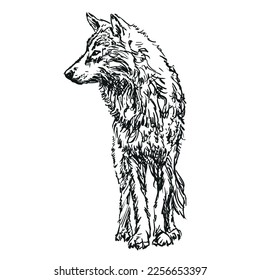 wolf - hand drawn black and white vector illustration isolated on white background