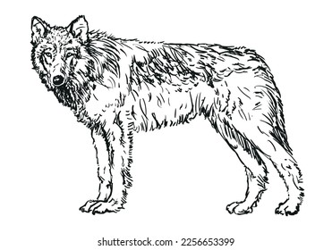 wolf - hand drawn black and white vector illustration isolated on white background