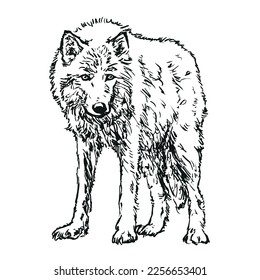 wolf - hand drawn black and white vector illustration isolated on white background