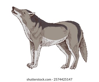 Wolf hand drawn colorful vector illustration