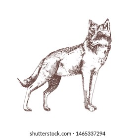 Wolf hand drawn with contour lines on white background. Gorgeous realistic sketch drawing of forest carnivorous animal, wild predator. Elegant monochrome vector illustration in antique woodcut style.