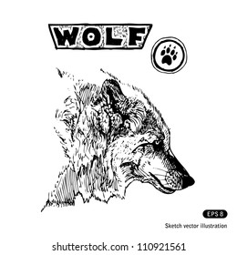 Wolf. Hand drawn sketch illustration isolated on white background